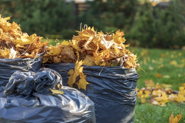 Yard Waste Removal
